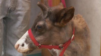 The Incredible Dr. Pol