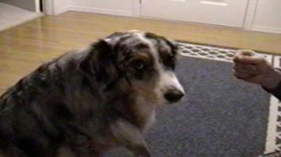 Funniest Pets & People