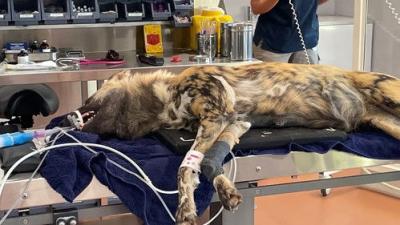 Taronga: Who's Who In The Zoo