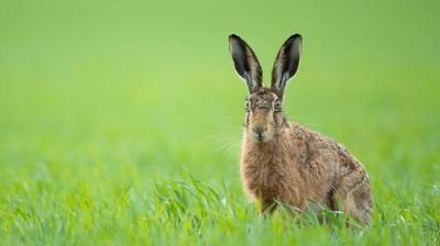 Springwatch