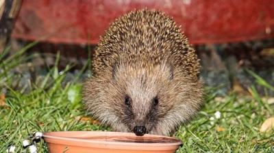Springwatch