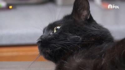 The Incredible Dr. Pol