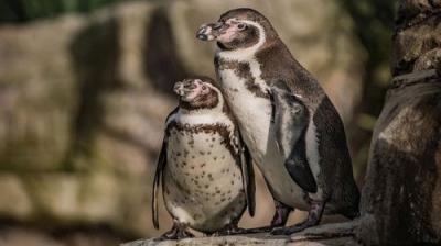 The Secret Life of the Zoo