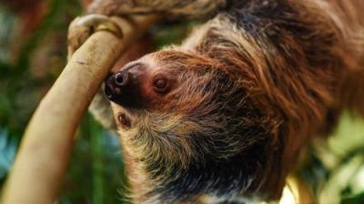The Secret Life of the Zoo