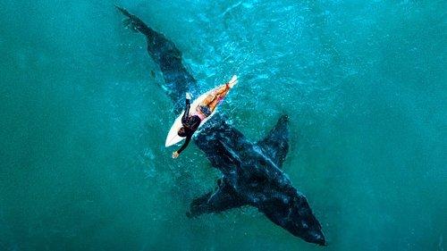 Shark Week filmas žiurėti online