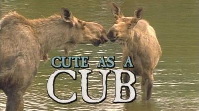 Marty Stouffer's Wild America