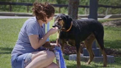 Pit Bulls and Parolees