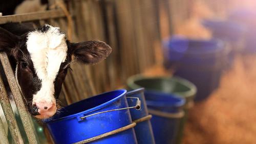 The Farmers' Country Showdown filmas žiurėti online