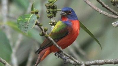 The National Geographic Guide to Birding in North America