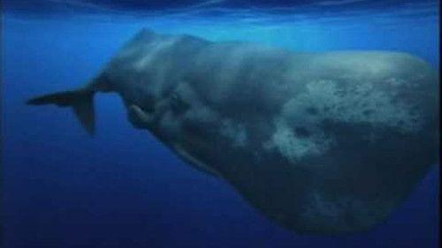 Ocean Odyssey filmas žiurėti online