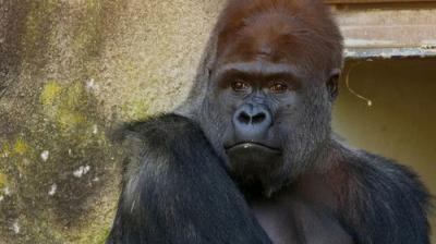 Taronga: Who's Who In The Zoo