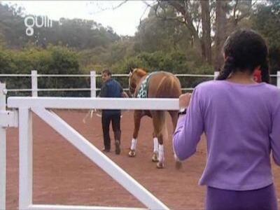 The Saddle Club