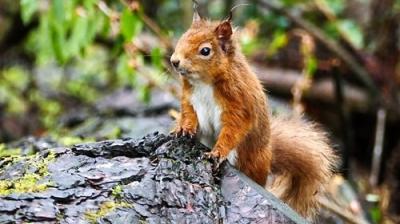 Springwatch