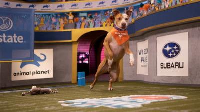 Pit Bulls and Parolees