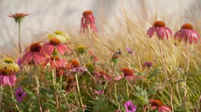 Gardening Australia