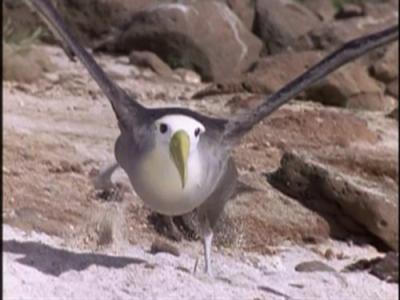 The Life of Birds