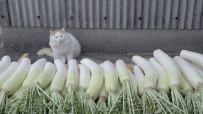 A Cat's-Eye View of Japan