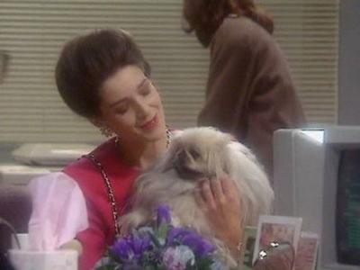 Drop the Dead Donkey