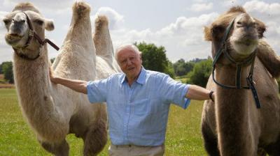 David Attenborough's Natural Curiosities