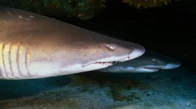 When Sharks Attack
