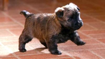 Too Cute