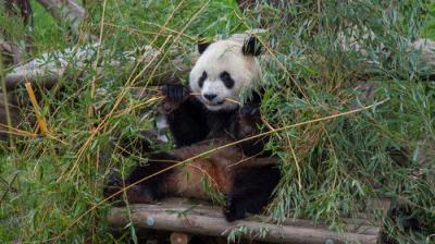 David Attenborough's Natural Curiosities