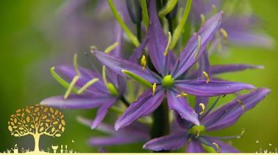 Gardeners' World