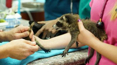 Dr. K's Exotic Animal ER