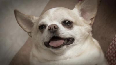 The Incredible Dr. Pol