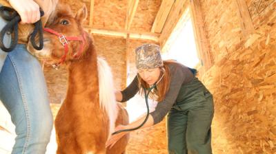 Dr. Oakley, Yukon Vet