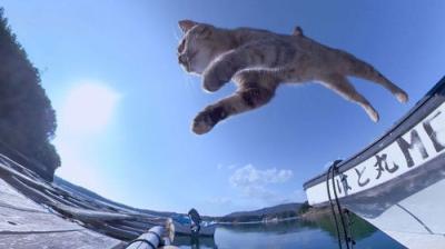 A Cat's-Eye View of Japan