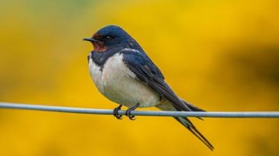 Springwatch