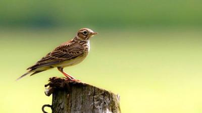 Countryfile