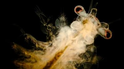 Journey to the Microcosmos