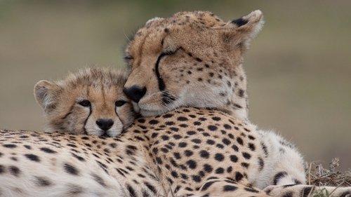 Nature filmas žiurėti online