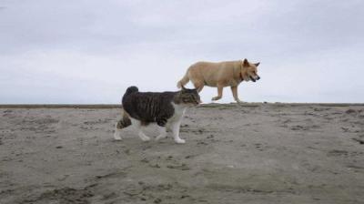 A Cat's-Eye View of Japan