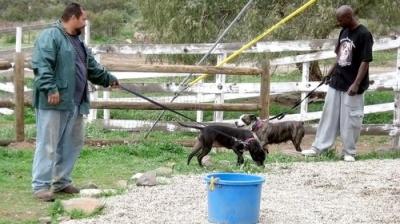 Pit Bulls and Parolees