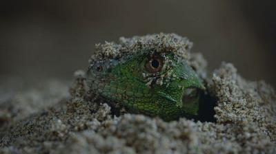Nightmares of Nature