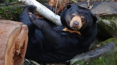 Secrets of the Zoo: Down Under