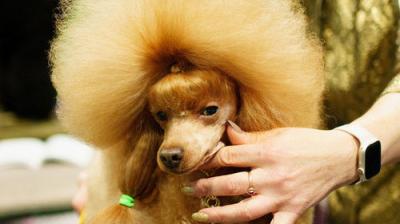 Crufts