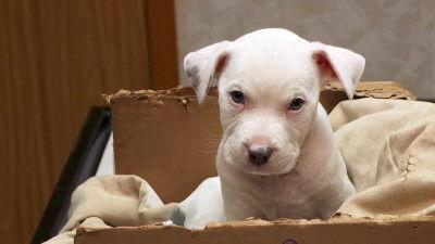 The Incredible Dr. Pol