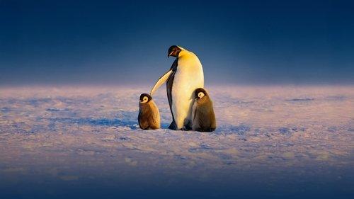 Secrets of the Penguins filmas žiurėti online