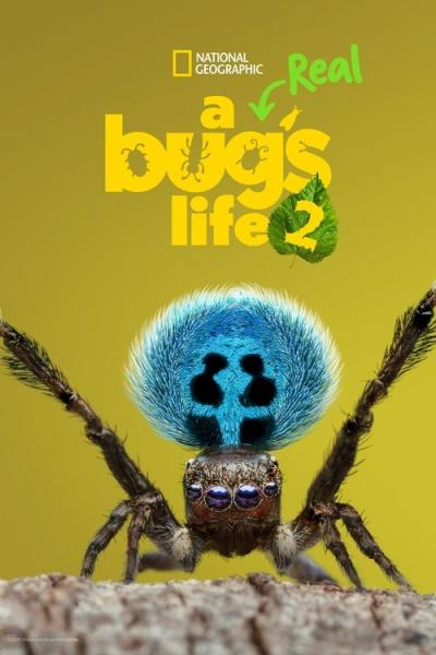 A Real Bug's Life filmas online