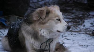Life Below Zero