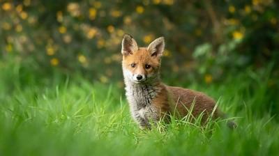 Springwatch