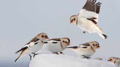 The National Geographic Guide to Birding in North America