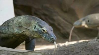 Crikey! It's the Irwins