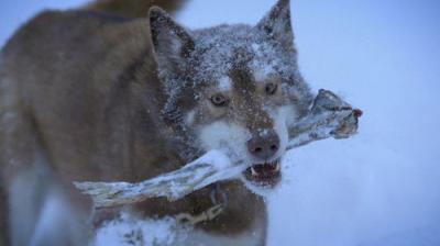 Life Below Zero