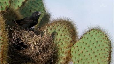 David Attenborough's Natural Curiosities