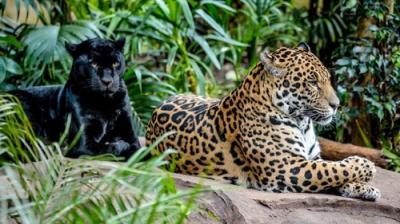 The Secret Life of the Zoo